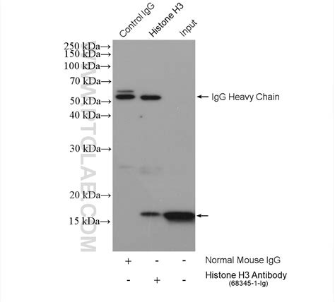 Histone H3 Antibody 68345 1 Ig Proteintech