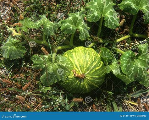 Calabaza Rayada Grande Que Crece En El Jard N Jard N Verano El Sol