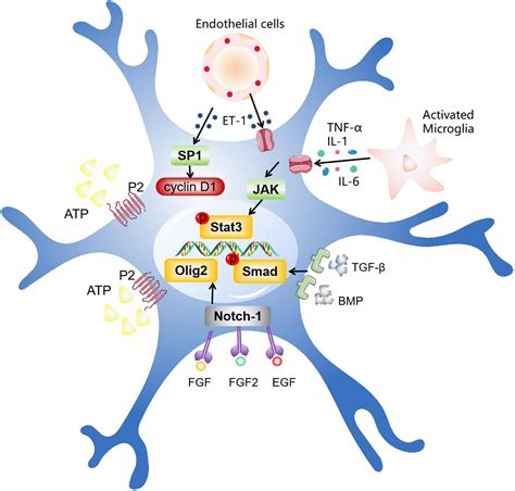 Frontiers Activation And Role Of Astrocytes In Ischemic Stroke