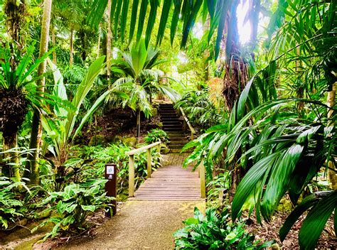 Cairns Botanical Gardens Cairns Cruise