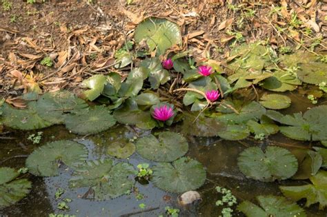 Jardim de árvores no parque histórico de sukhothai província de