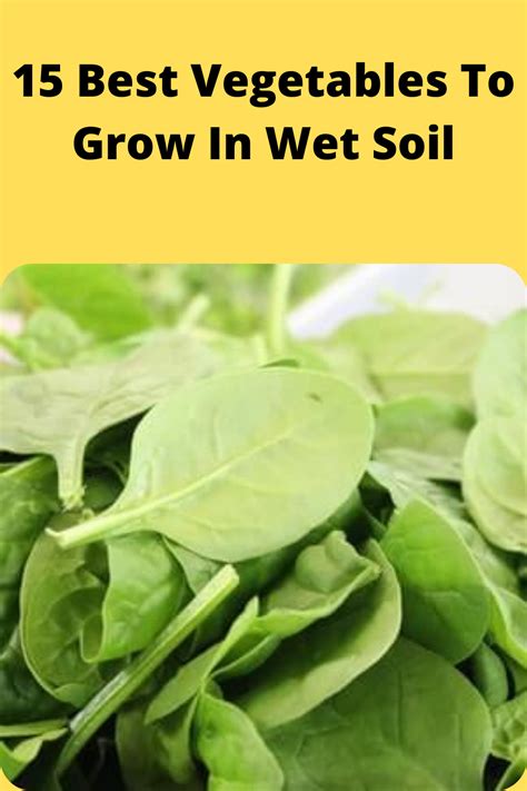 15 Best Vegetables To Grow In Wet Soil In 2021 Vegetables Growing