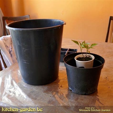 Two Potted Plants Sitting On Top Of A Wooden Table