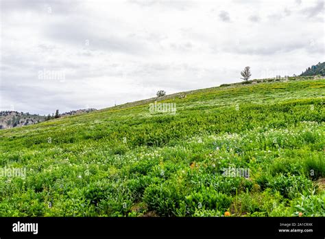 Albion Basin Utah Green Summer View Of Meadows Trail Hill In