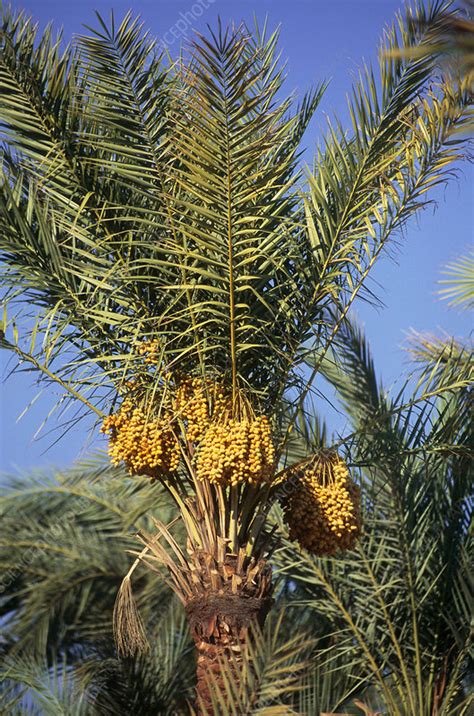 Date Palm Phoenix Dactylifera Stock Image B5800369 Science