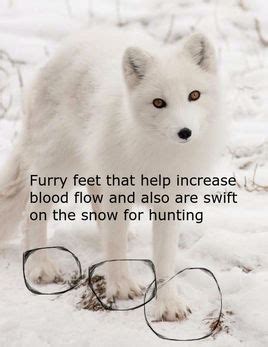 Adaptations - Arctic Foxes