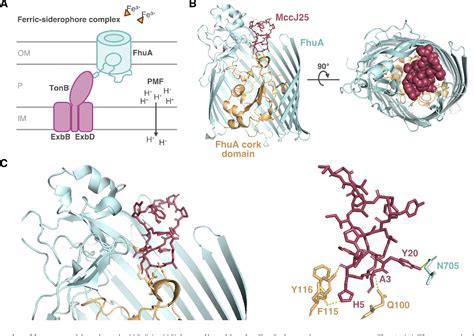 Figure From Mechanisms Of Action Of Ribosomally Synthesized And