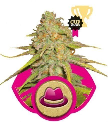 OG KUSH 3 Semi Femm Royal Queen Seeds Santaplanta Grow Shop