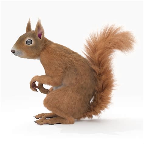 Max Realistic Squirrel Rigged Fur