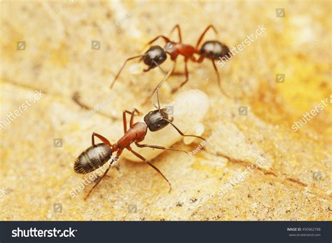 Carpenter Ants Nest Pupae Stock Photo 450962788 | Shutterstock