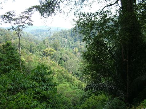 TROPICAL RAINFOREST HERITAGE OF SUMATRA | Amazing Places Guide