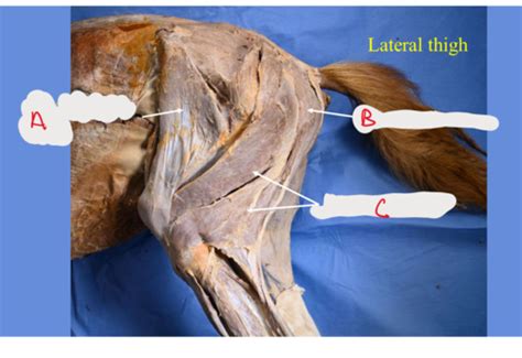 Equine Hindlimb Muscles Exam 1 Flashcards Quizlet