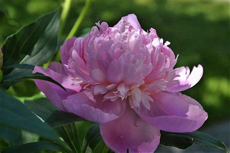 Peonies The Most Romantic Flower By Lori Mccray Invironment Medium