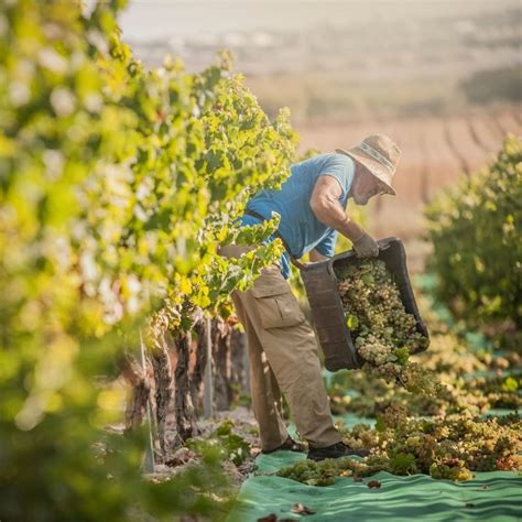 Cooperativas Agro Alimentarias De Espa A Prev N Una Vendimia De