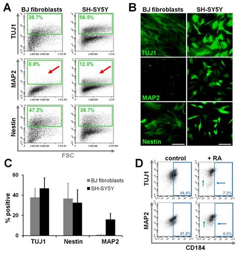 Flow Cytometric Detection Of Tuj1 Map2 And Nestin Antigens In Bj Download Scientific Diagram