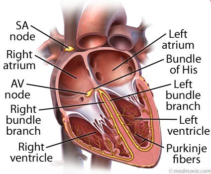 Bundle Branches