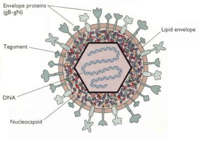 Structure Of Herpes Simplex Virus Hsv