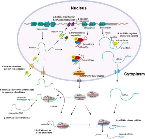 Interplay Between MiRNAs And LncRNAs Mode Of Action And Biological