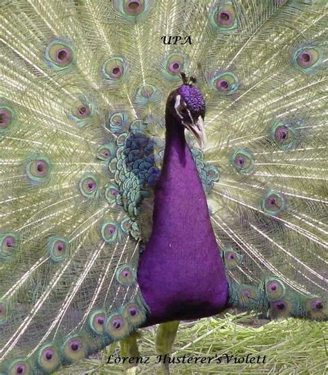 Purple Peafowl Beautiful Birds Peafowl Peacock Pictures