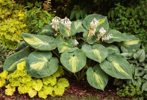 Hosta Hybrid Hudson Bay J C Bakker Sons Ltd