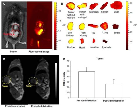 Figure 3 AD In Vivo Magnetic Resonance MR Near Infrared