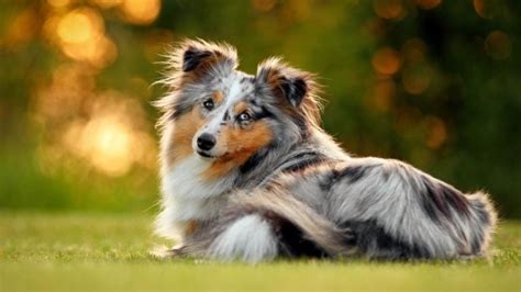 7 Things You Didn't Know about the Miniature Collie