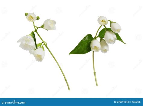 Set Of Small Twigs Of Jasmine Philadelphus Flowers Isolated On White