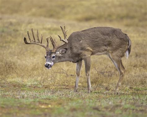 Trophy Whitetail Deer Buck With Huge Antlers In Field Stock Image