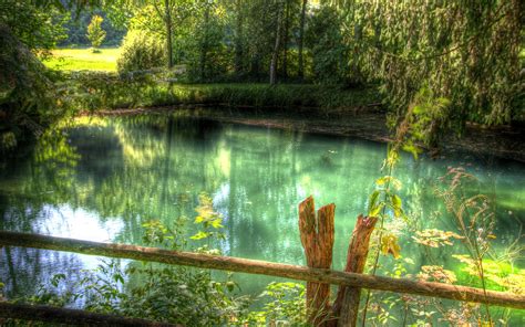 Online Crop Photography Of Green Leaf Trees Between Body Of Water Hd