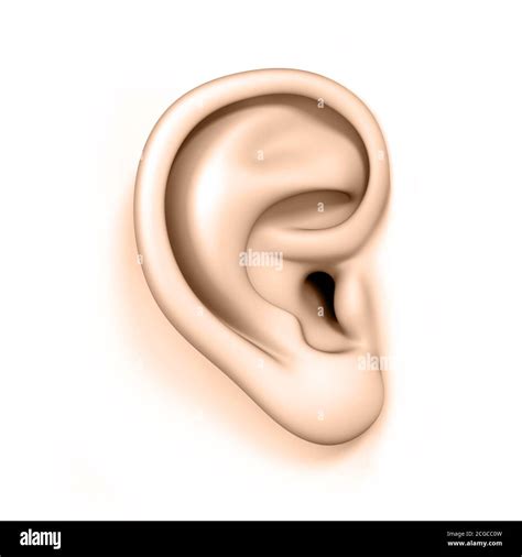 Ear Side View