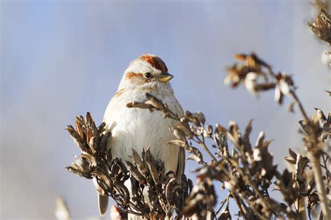 Dramatic Decline In Winter Bird Populations In Acadia National Park