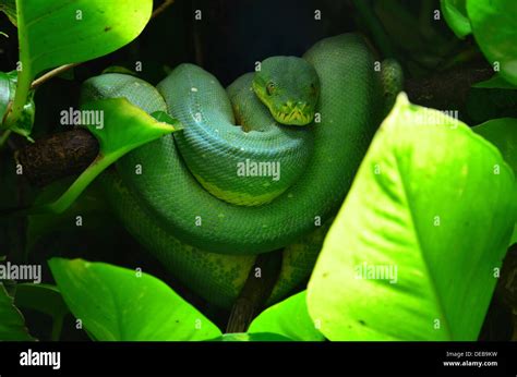 Green Tree Python Morelia Viridis Editorial Use Only Stock Photo Alamy