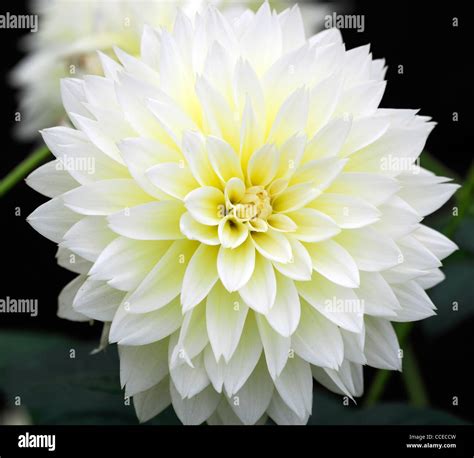 Dahlia Canary Fubuki White Yellow Bicolor Flower Bloom Blossom Bicolour