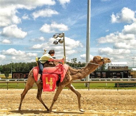 Camel Racing