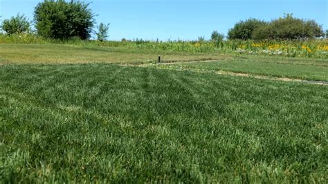 Perennial Ryegrass Vs Tall Fescue Whats Better For My Lawn