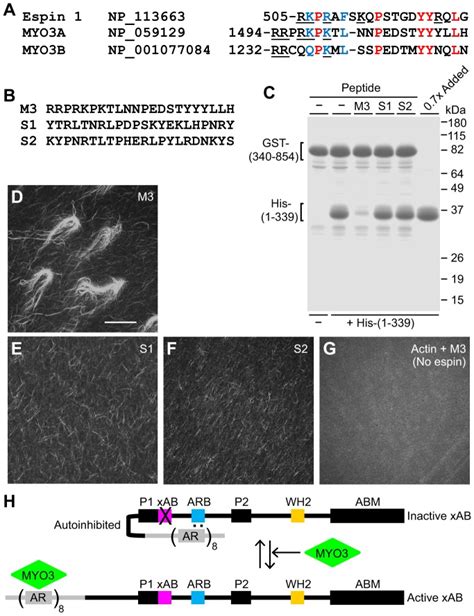 Regulation Of The Espin 1 XAB By MYO3 Peptide A An Alignment Of The