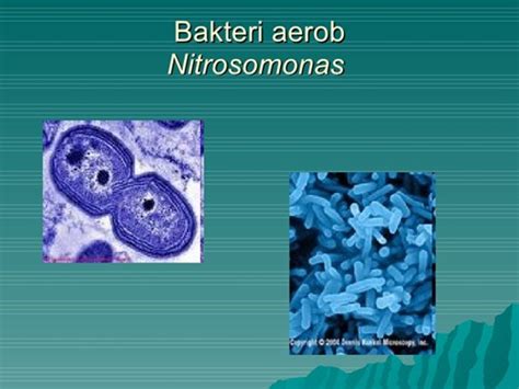 Pengertian Bakteri Aerob Dan Anaerob Beserta Contohnya My Biology Life