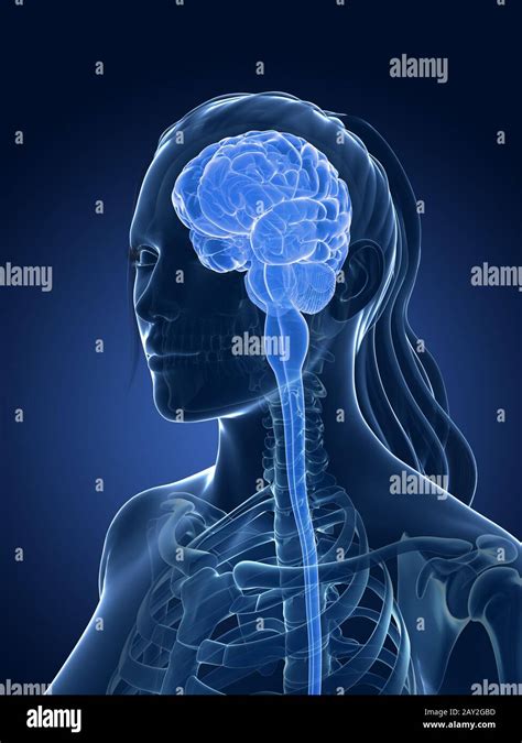 Diagram Brain Female Hi Res Stock Photography And Images Alamy