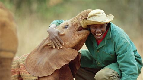 The David Sheldrick Wildlife Trust Meet Baby Elephants The Travel Agent