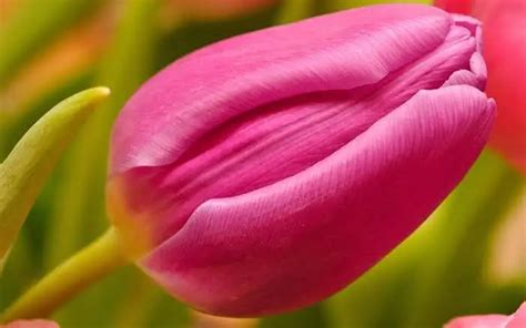 12 Vagina Shaped Plants Plants That Look Like Vagina AMERICAN GARDENER