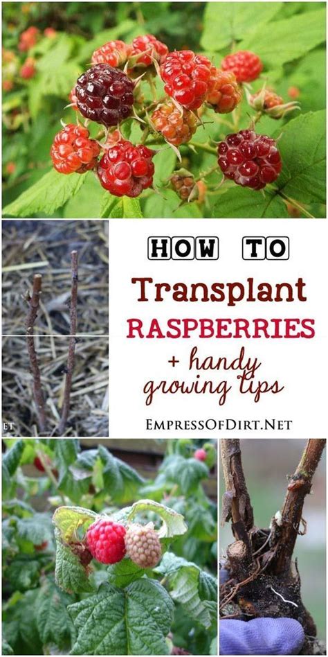 How To Transplant Raspberry Bushes Raspberry Plants Fruit Garden Raspberry Bush