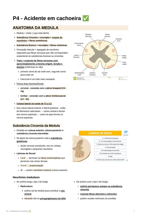 Solution P S Ndromes Medulares E Trauma Raquimedular Studypool