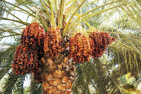 Medjool Date Palm Tree - 5 Seeds