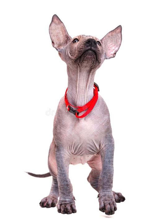 Naked Puppy Stock Photos Free Royalty Free Stock Photos From Dreamstime