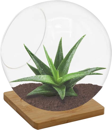 Amazon Plant Terrarium Display Glass With Bamboo Mat Tabletop