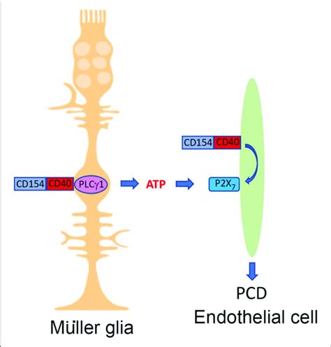 The CD40 ATP P2X 7 pathway links cellular responses in Müller glia