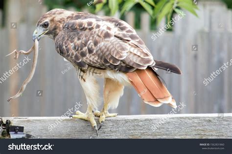 Red Tailed Hawk Eat Garter Snake Stock Photo 1562831860 Shutterstock