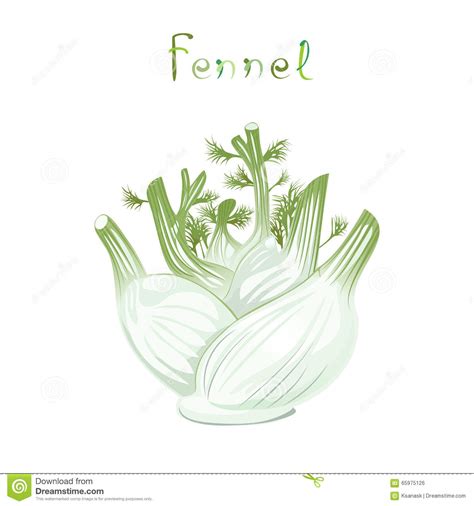 Fennel bulb clipart - Clipground