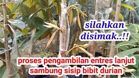 Petanimudabuton Proses Pengambilan Entres Lanjut Sambung Sisip