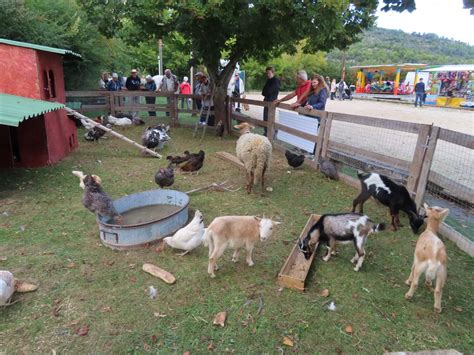 Dimanche Prochain F Te Des Leveurs Et Du Cheval La Gazette Locale